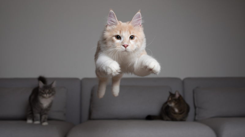 Makanan untuk sistem penghadaman baik buat kucing