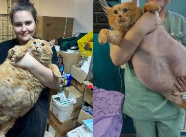 Kucing paling gemuk di dunia