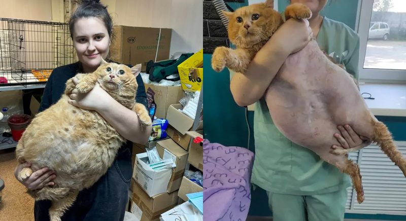 Kucing paling gemuk di dunia