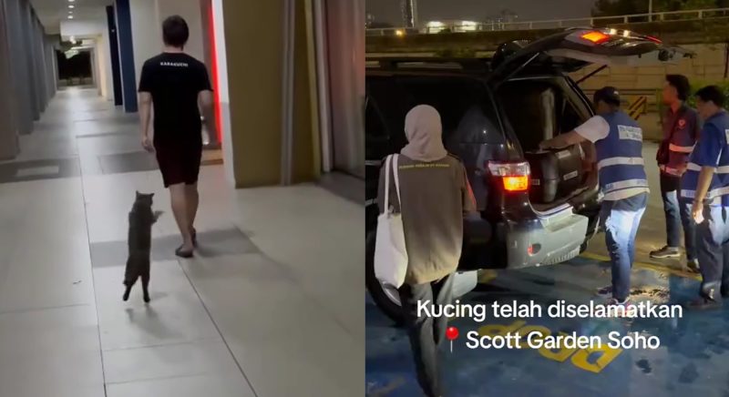 kucing diseret pemiliknya
