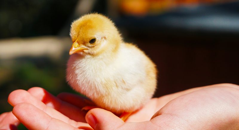 Lelaki maut telan anak ayam hidup