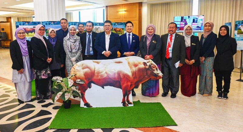 Industri lembu hibrid