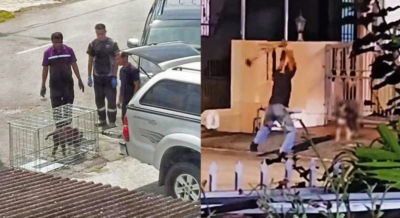Mekanik pukul anjing peliharaan