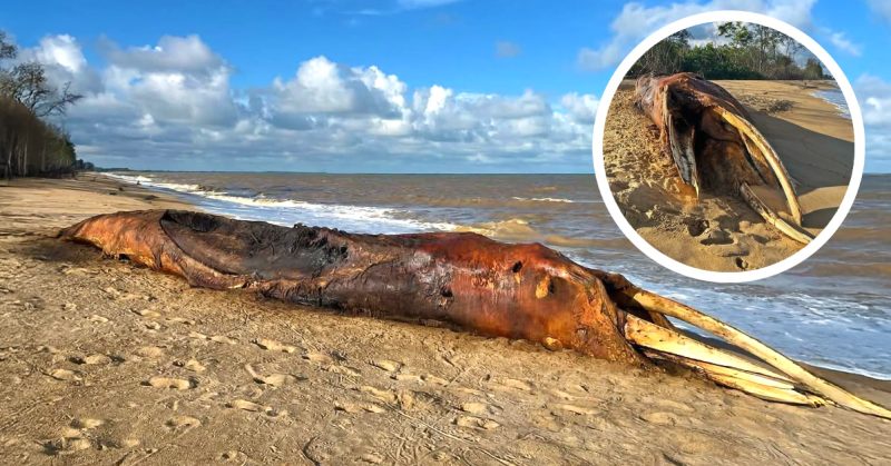 Bangkai paus terdampar di Pantai Sungai Miang dengan gigi dipotong dan sudah berulat.