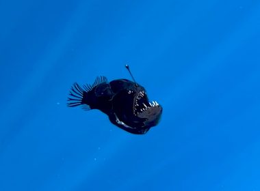 Ikan Black Seadevil yang jarang ditemui berenang di perairan cetek Kepulauan Canary.