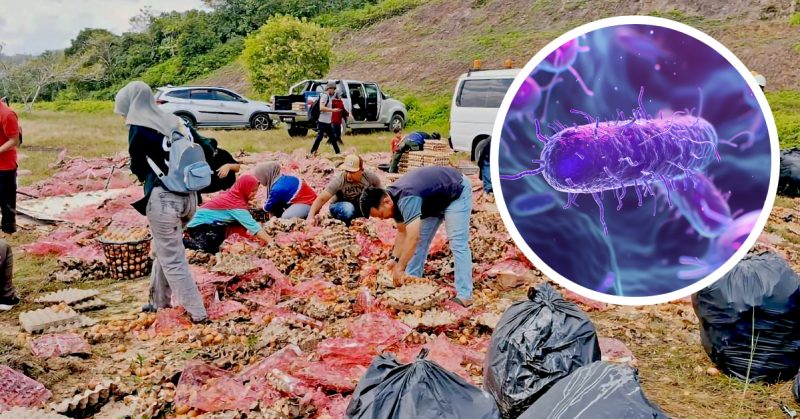 Orang ramai mengutip telur bertaburan di LPT2 selepas lori terbalik, pakar beri amaran risiko pencemaran.