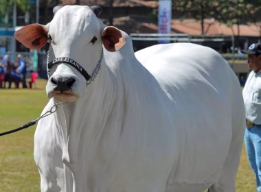 Viatana-19, lembu baka Nelore paling mahal dunia dijual dalam lelongan di Brazil