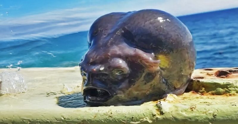 Ikan laut dalam berwajah pelik yang ditemui nelayan Rusia.