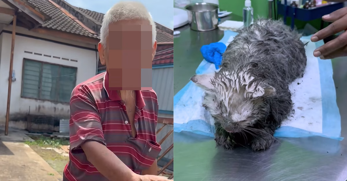 Kucing basah dan cedera dirawat di klinik haiwan selepas ditemui dalam longkang