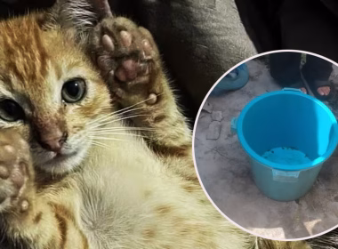 Jojo, kucing berwarna oren yang ditemui mati di dalam tong sampah plastik biru bertutup di lokasi kejadian
