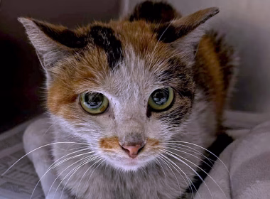 Kucing Stowaway dari China dengan wajah cemas selepas diselamatkan di Minnesota