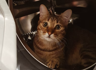 Anak kucing berada di dalam mesin basuh