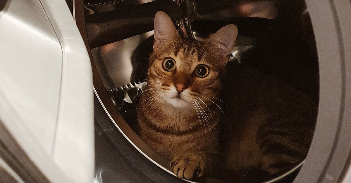 Anak kucing berada di dalam mesin basuh