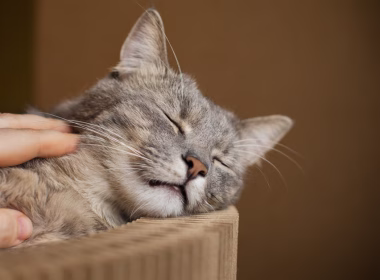 Seekor kucing kelabu sedang berehat dengan mata terpejam sambil dibelai oleh tangan manusia.