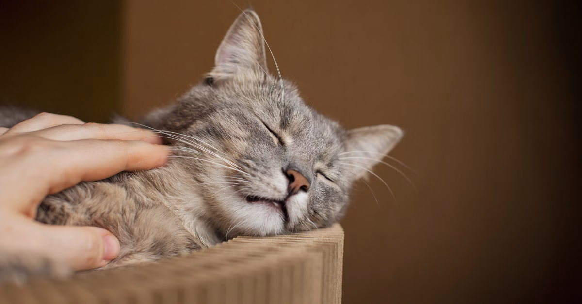 Seekor kucing kelabu sedang berehat dengan mata terpejam sambil dibelai oleh tangan manusia.