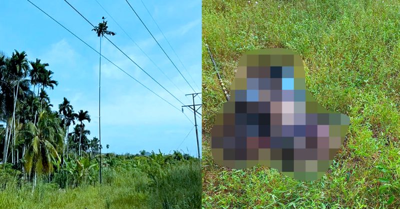 Tiang galah tersangkut pada kabel elektrik bersebelahan sawit, dan kawasan rumput tempat mayat mangsa ditemui.