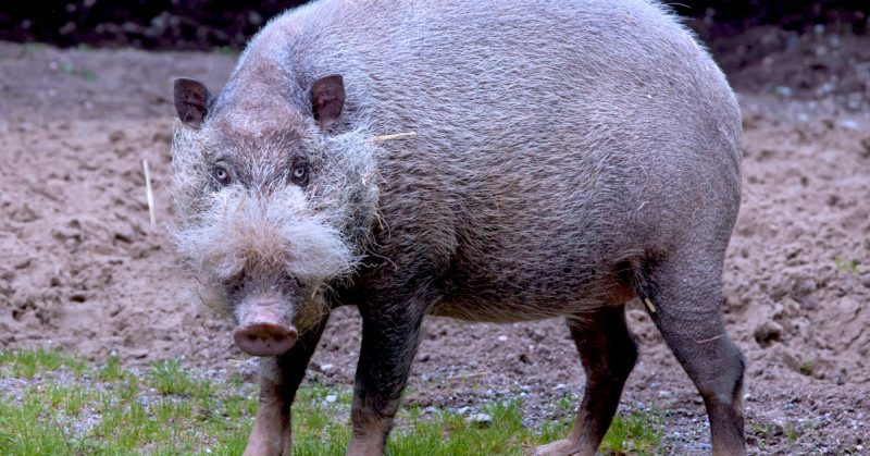 Seekor babi bodoh (Sus Barbatus) dengan bulu kelabu tebal dan misai panjang putih kelihatan berdiri di kawasan tanah lapang.