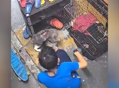 Seorang kanak-kanak dilihat duduk di hadapan sangkar kucing sambil berinteraksi dengan haiwan peliharaan dalam rakaman CCTV.