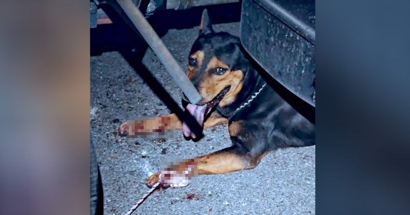 Seekor anjing hitam-coklat ditangkap pihak berkuasa selepas menyerang kanak-kanak di Taman Megah, Cheras; disahkan tiada pemilik.