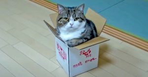 Maru, kucing YouTube legenda dari Jepun, duduk dalam kotak kecil di atas lantai kayu.