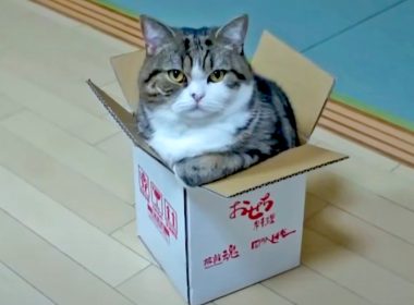 Maru, kucing YouTube legenda dari Jepun, duduk dalam kotak kecil di atas lantai kayu.