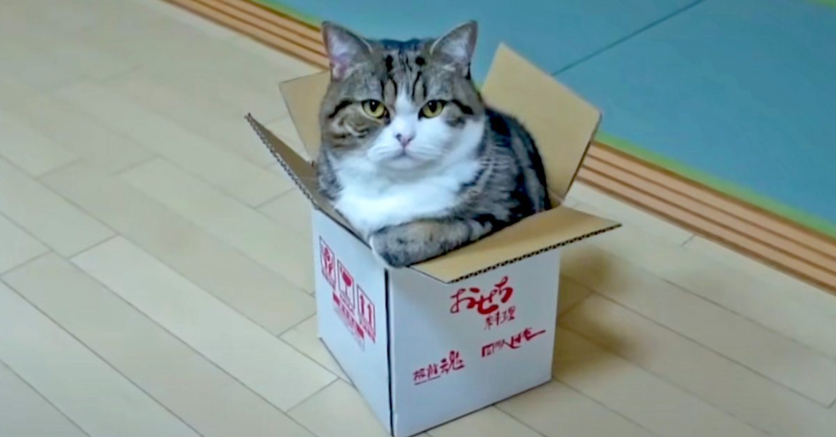 Maru, kucing YouTube legenda dari Jepun, duduk dalam kotak kecil di atas lantai kayu.