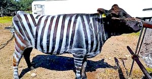 Seekor lembu dicat dengan jalur putih ala zebra sebagai sebahagian kajian saintis Jepun untuk kurangkan serangan lalat penghisap darah.