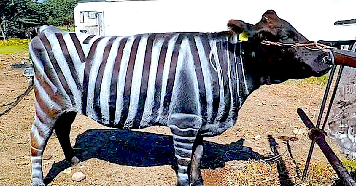 Seekor lembu dicat dengan jalur putih ala zebra sebagai sebahagian kajian saintis Jepun untuk kurangkan serangan lalat penghisap darah.