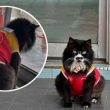 Misai, kucing kesayangan Shell Beseri yang masih hilang.