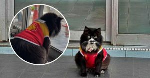 Misai, kucing kesayangan Shell Beseri yang masih hilang.