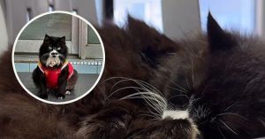 Kucing kesayangan Shell Beseri, Misai sudah dipulangkan.