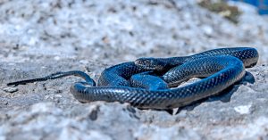 Serangan ular Israel cetus panik dalam kalangan penduduk penempatan haram.