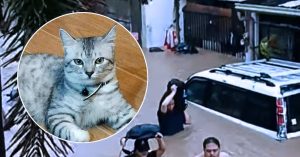 Kucing Neko berjaya menyelamatkan keluarga Aguspina semasa banjir Taufan Tino di Cebu