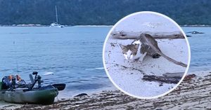 Seekor kucing OKU ditemui di Pulau Talang