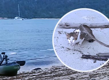 Seekor kucing OKU ditemui di Pulau Talang