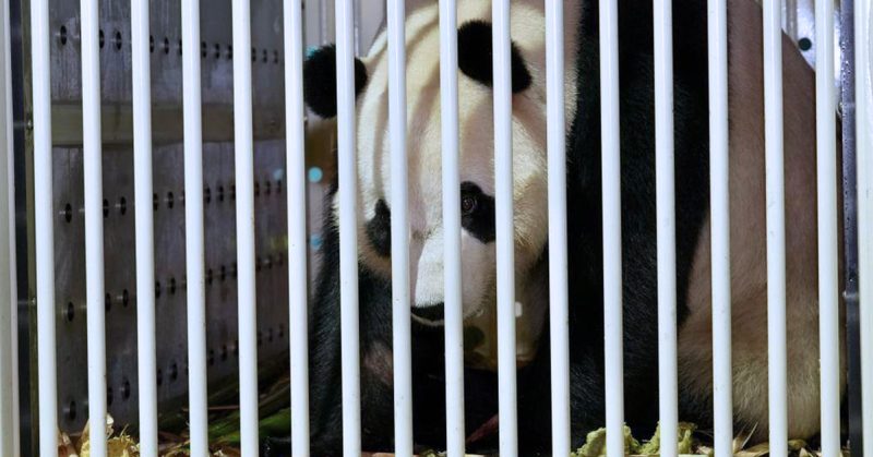 Sepasang panda gergasi dari China, Chen Xing dan Xiao Yue, berada dalam kandang khas selepas tiba di KLIA