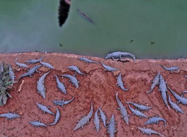 Israel bunuh ratusan buaya di ladang Petza’el atas alasan keselamatan