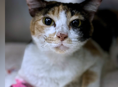Api Bunga, kucing yang terselamat daripada kebakaran rumah di Kota Bharu, sedang menerima rawatan di klinik veterinar.
