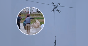 Dron membawa babi tersangkut pada talian elektrik, menyebabkan gangguan bekalan elektrik di kampung Sichuan