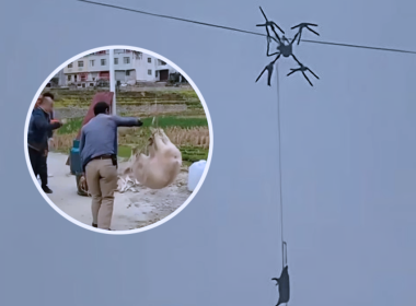 Dron membawa babi tersangkut pada talian elektrik, menyebabkan gangguan bekalan elektrik di kampung Sichuan