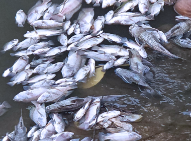 Bangkai ikan mati dipercayai akibat pencemaran di Sungai Ramal, Kajang