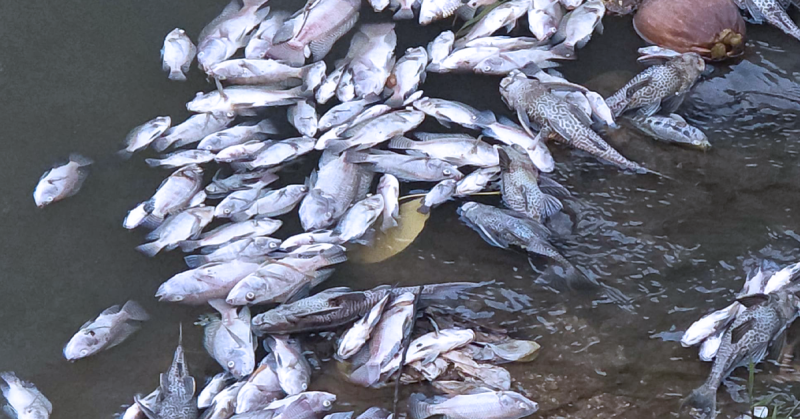 Bangkai ikan mati dipercayai akibat pencemaran di Sungai Ramal, Kajang