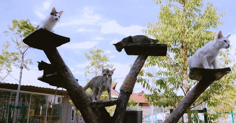 44 kucing di Rumah Kucing Madad dibuka untuk pengambilan.