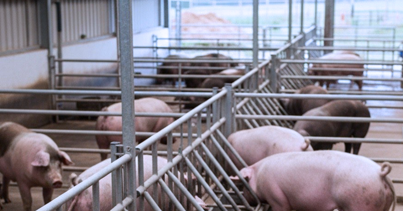 Ladang babi ditutup di Selangor, bekalan daging akan diimport sepenuhnya