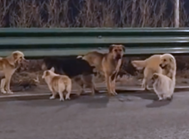 Sekumpulan tujuh anjing berjalan di lebuh raya dalam cuaca sejuk di Changchun sebelum berjaya pulang ke rumah selepas hilang