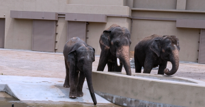Dara, Kelat dan Amoi gajah Malaysia bermain di kolam di Zoo Tennoji, Osaka, Jepun