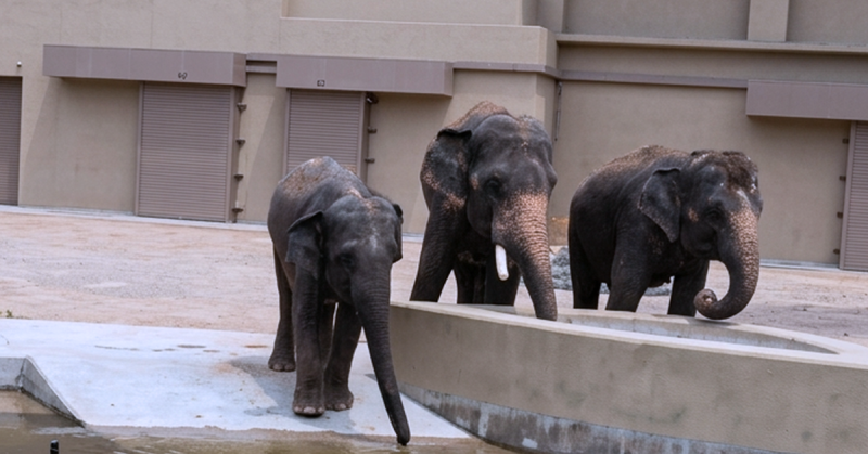 Dara, Kelat dan Amoi gajah Malaysia bermain di kolam di Zoo Tennoji, Osaka, Jepun