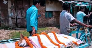Anjing jalanan Kali diarak penduduk kampung dalam upacara pengebumian selepas menyelamatkan murid daripada ular berbisa di Odisha, India