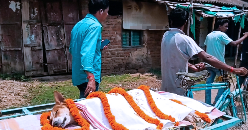 Anjing jalanan Kali diarak penduduk kampung dalam upacara pengebumian selepas menyelamatkan murid daripada ular berbisa di Odisha, India