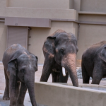 WWF-Malaysia respon isu pemindahan tiga gajah Asia Dara, Amoi dan Kelat ke Zoo Tennoji, Jepun
